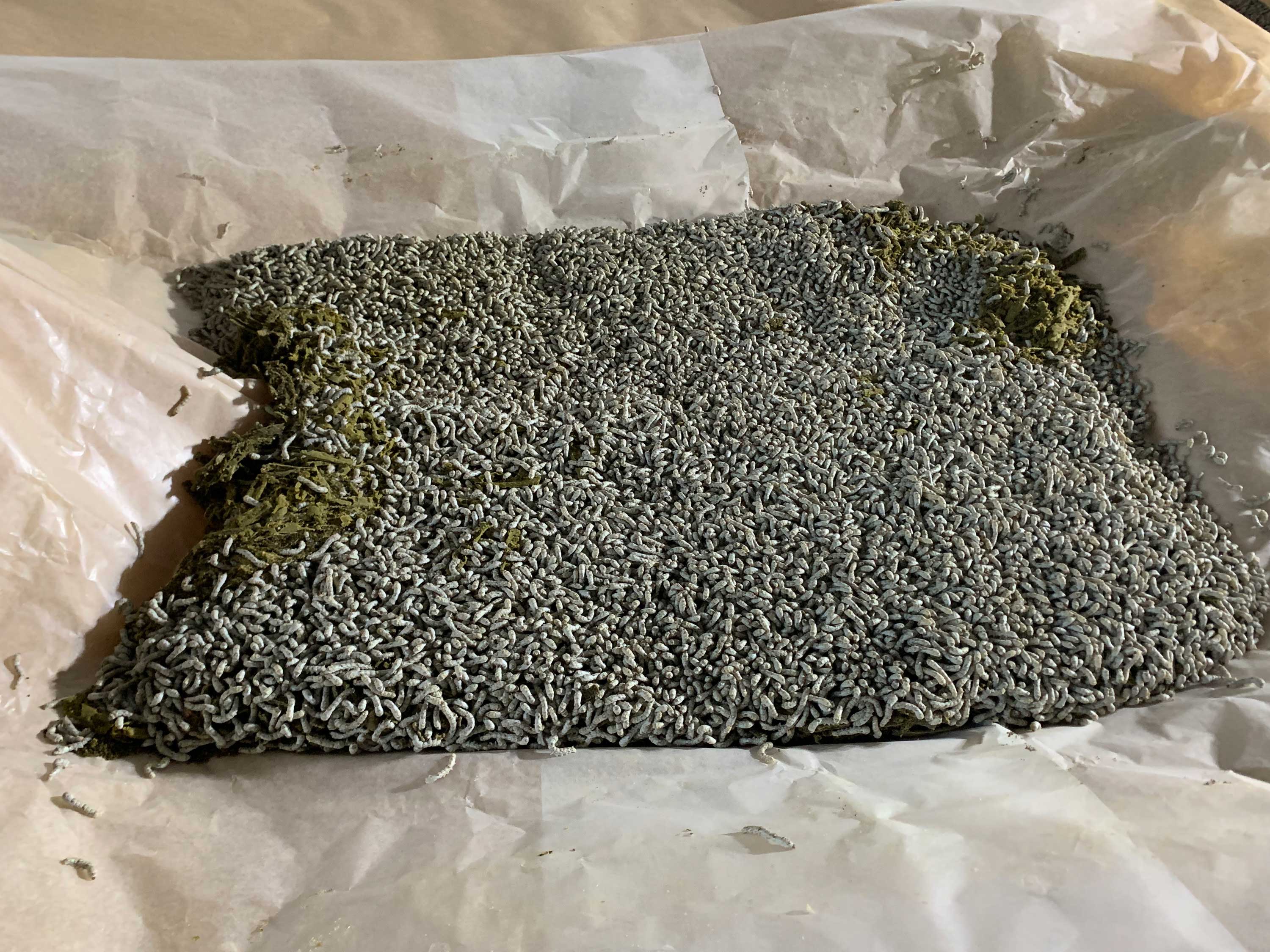 配蚕