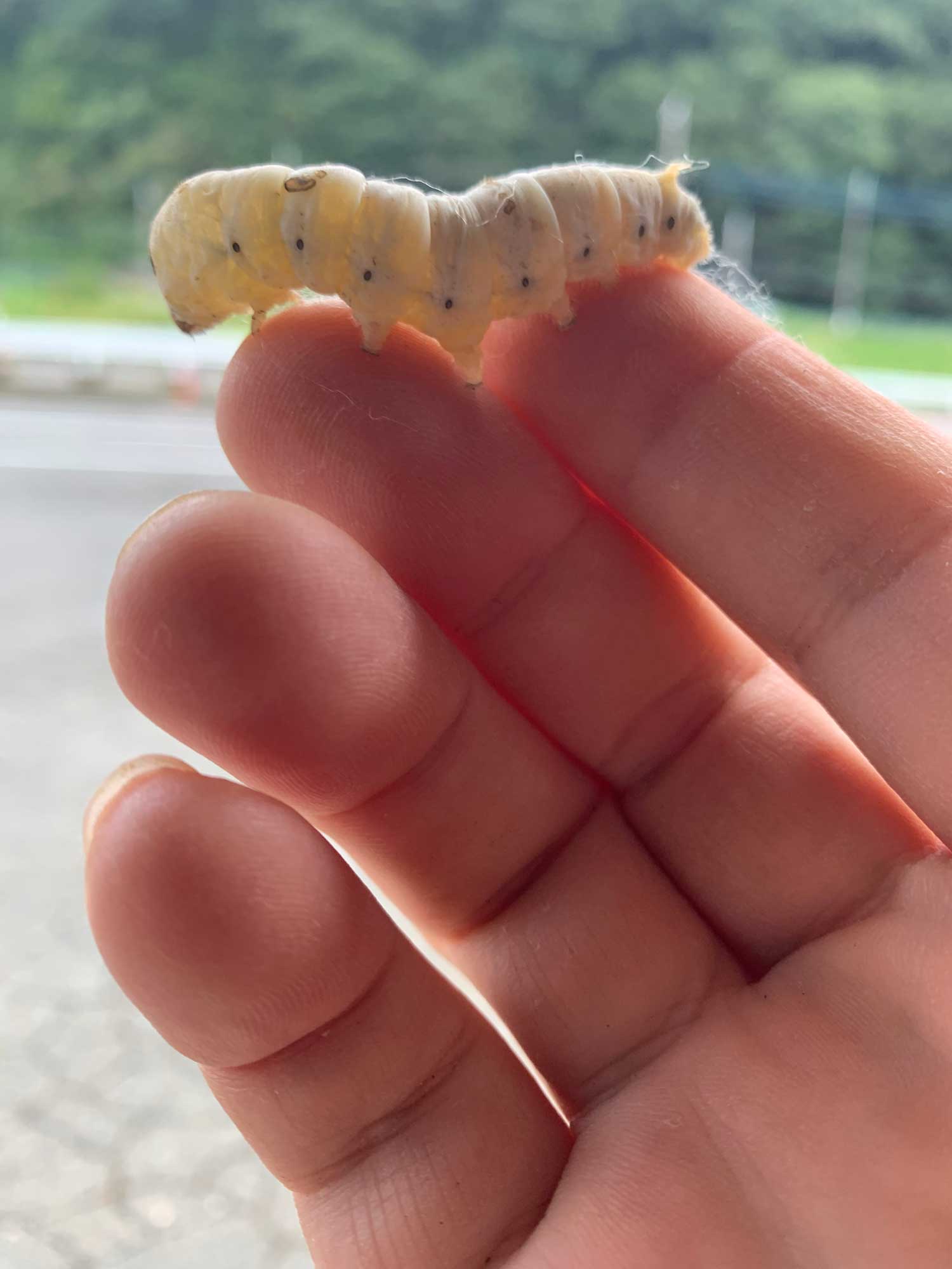 熟蚕